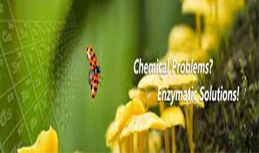 services-4 Enzymatic Solutions